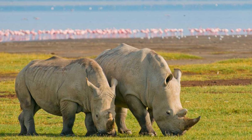 Image de AFRIQUE de SUD