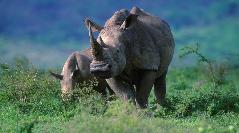 Image de AFRIQUE de SUD