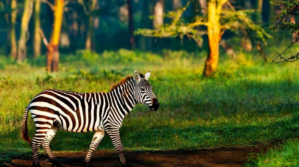 Image de AFRIQUE de SUD